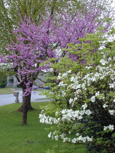 Redbud and dogwood [. -]