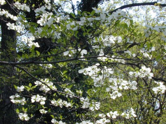 Dogwood tree in sunshine [. -]