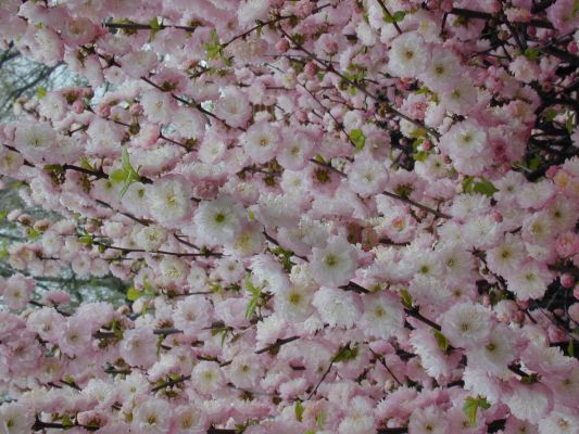 Pink bush blossom [. -]