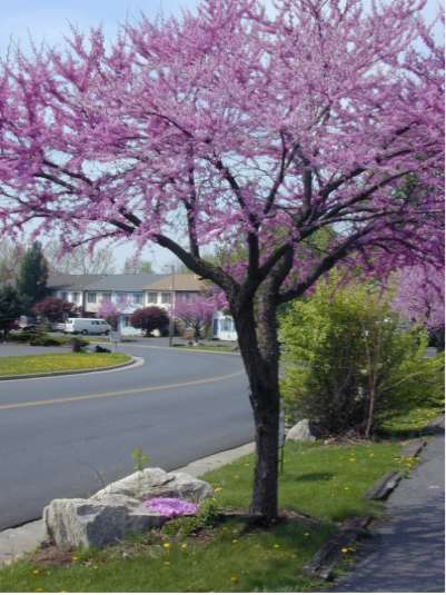 Redbud trees [. -]