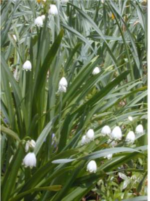 Snow Drops [R. Noel]