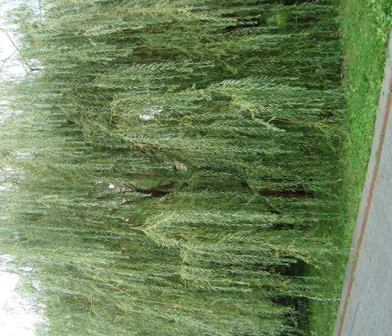 D:\   01.03.2022  !\  \  17.08.24\DSC05170.JPG