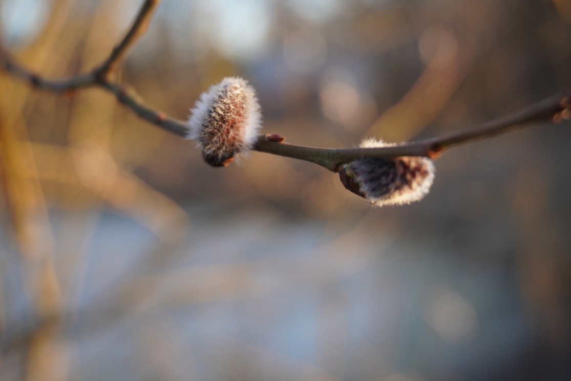 C:\Users\Asus\Downloads\весна 2025 sony\DSC01231.JPG